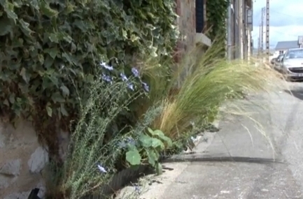 Les belles plantes (re)font le trottoir | ECOLOGIE - ENVIRONNEMENT | Scoop.it