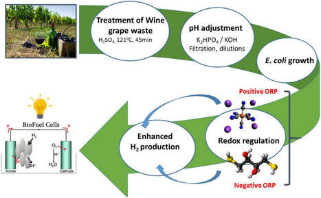 Redox regulation of hydrogen production in Escherichia coli during growth on by-products of the wine industry | Amb | RMH | Scoop.it