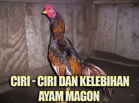 Ciri Ciri Ayam Magon Asli Serta Keunggulan Ay