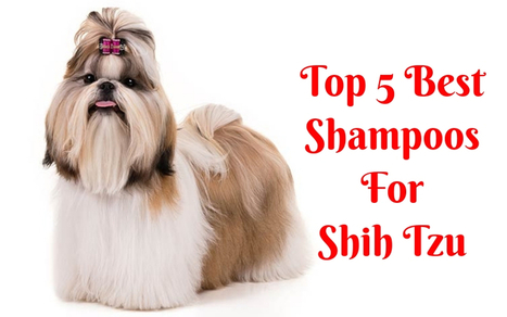 best brush for lhasa apso