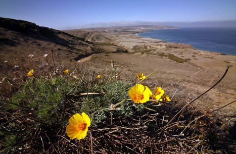 Now two of Channel Island National Park's five islands are temporarily closed to visitors | Coastal Restoration | Scoop.it