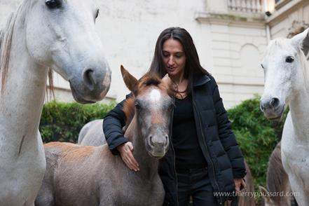 Gucci Paris Masters | Conf&eacute;rence de presse w/ Jean Fran&ccedil;ois Pignon et ses chevaux | Salon du Cheval | Scoop.it