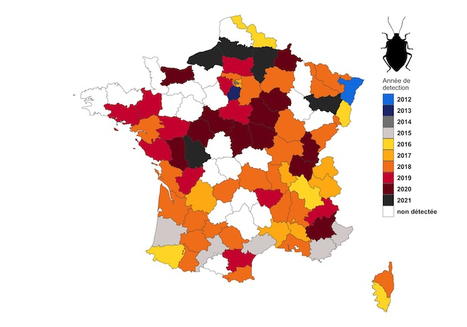 Crainte pour les dégâts qu’elle cause dans les fruits, la punaise diabolique originaire d’Asie est arrivée en France en 2012 et progresse d'année en année | EntomoNews | Scoop.it