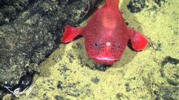 Deep sea anglerfish 7 feet