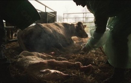 Une vache donne naissance à des triplées en Pyrénées-Atlantiques | Mais n'importe quoi ! | Scoop.it