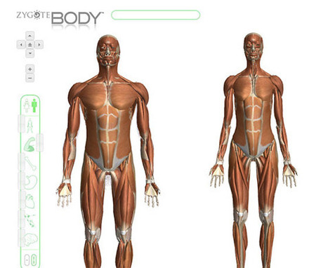 Anatom&iacute;a humana interactiva | Educaci&oacute;n F&iacute;sica. Compartiendo en la Red | Scoop.it