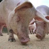 Soupçons de fraude à la viande contaminée en Bretagne | La Gazette des abattoirs | Scoop.it
