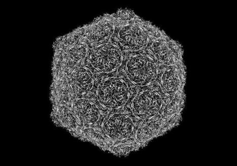 Virtual Viruses Reveal Complex Genomic Dynamics | Virology News | Scoop.it
