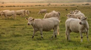 Aides d'urgence aux éleveurs bovins: une « réponse insuffisante » selon la FNB | Actualité Bétail | Scoop.it