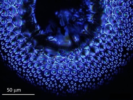 Uso de cristales líquidos para fabricar lentes compuestas que funcionan como los ojos de insectos | Formación Optometristas 2.0 | Scoop.it