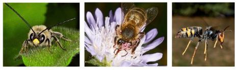Les services rendus et les préjudices portés par les Insectes pour les écosystèmes et l’homme | Les Colocs du jardin | Scoop.it