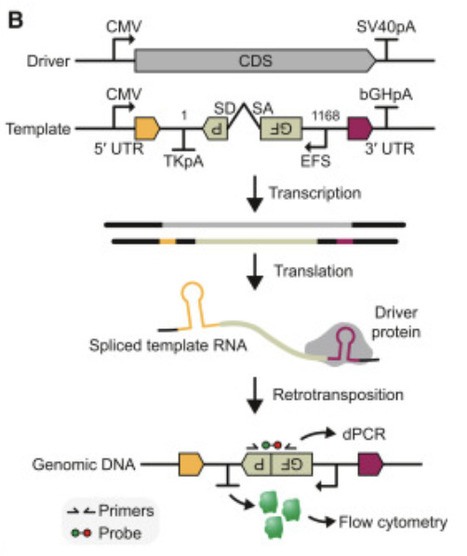 In vivo Gene Writing with engineered retrotransposons | CEL | RMH | Scoop.it
