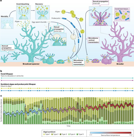 Accelerating coral&nbsp;assisted evolution to keep pace with climate change | Nrd | RMH | Scoop.it