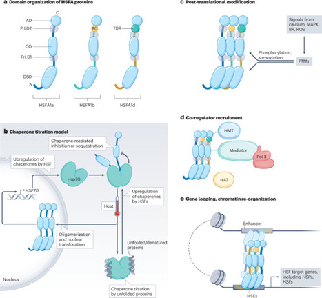 Principles and mechanisms of plant acclimation to heat stress | Nrmcb | RMH | Scoop.it