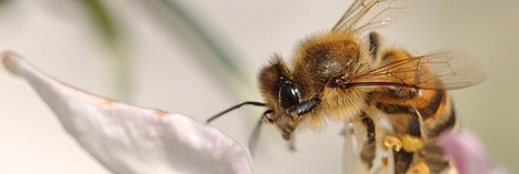 Pesticides et abeilles : l’UE doit se décider | Economie Responsable et Consommation Collaborative | Scoop.it