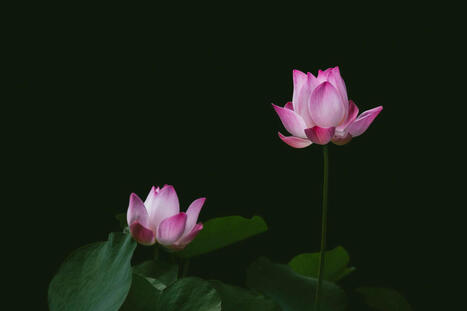 Bangladesh starts a sustainable luxury fashion journey with lotus “silk” | Sustainability | Scoop.it