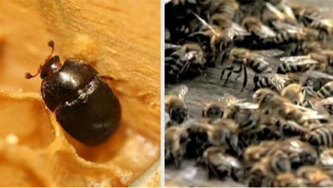Petit coléoptère des ruches : un nouveau foyer détecté à La Réunion le 3 février 2023 | EntomoNews | Scoop.it