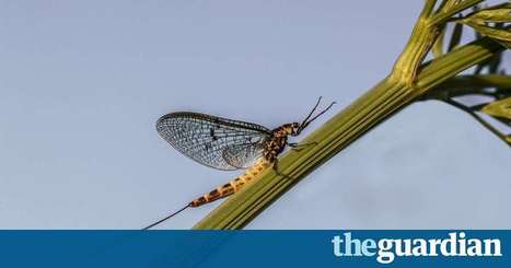 Insect declines: new alarm over mayfly is ‘tip of iceberg’, warn experts | Biodiversité | Scoop.it