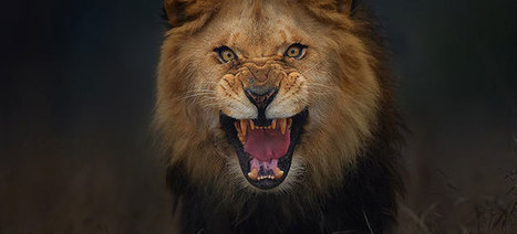 Photographer Shoots Angry Lion Pic Moments Before It Attacked Him | 16s3d: Bestioles, opinions & pétitions | Scoop.it