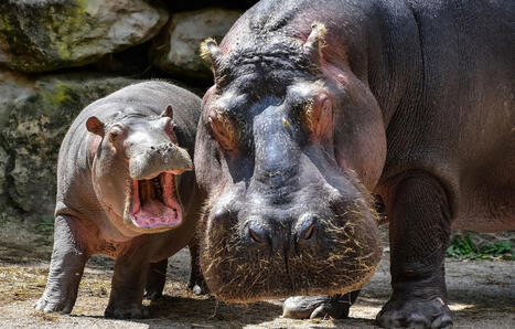 &Agrave; 55 ans, la plus vieille hippopotame d&rsquo;Europe met au monde son quinzi&egrave;me petit | Biodiversit&eacute; - @ZEHUB on Twitter | Scoop.it