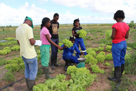 Brazilian Innovation for Under-financed Mozambican Agriculture | Questions de développement ... | Scoop.it