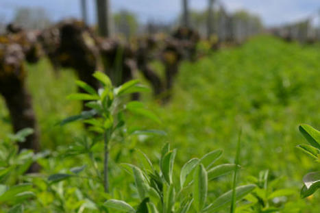 Viti Bio : 15 pratiques innovantes - Institut Fran&ccedil;ais de la Vigne et du Vin | Pour innover en agriculture | Scoop.it