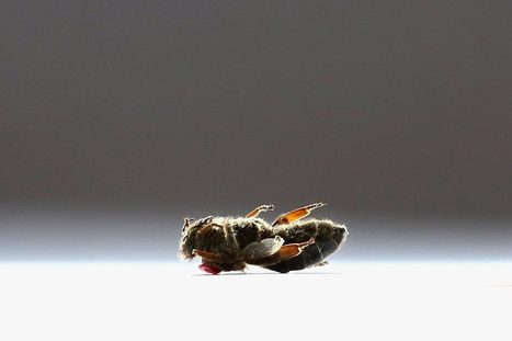Pesticides : Bruxelles butinée par les lobbies | Variétés entomologiques | Scoop.it