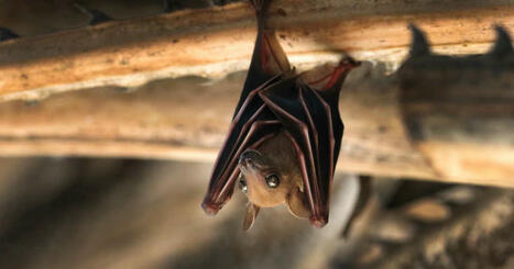 Nouveaux virus découverts chez des chauves-souris en Chine: faut-il s'inquiéter? | Biodiversité - @ZEHUB on Twitter | Scoop.it
