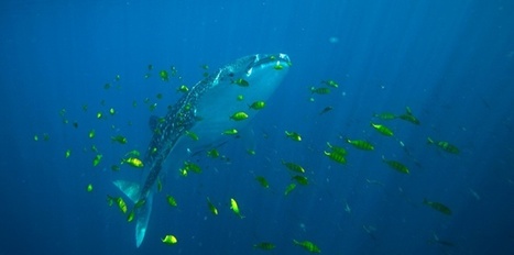 Étrange rassemblement de requins-baleines en mer Rouge | Zones humides - Ramsar - Océans | Scoop.it