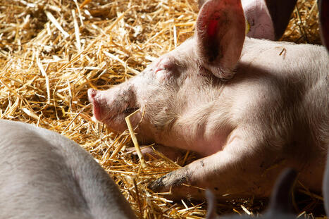 Delaying euthanasia: consequences for pigs, people and farms - Food & Agribusiness | SCIENCES DE L' ANIMAL | Scoop.it