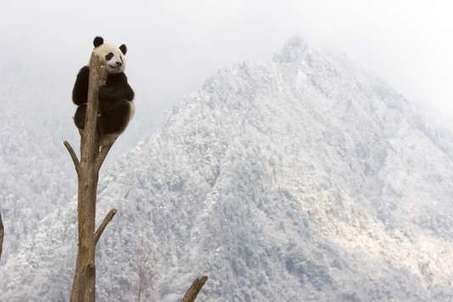 Face au « choc climatique », la biodiversité menacée d’extinctions massives | ECOLOGIE - ENVIRONNEMENT | Scoop.it