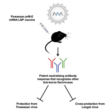 Un vaccin ARN messager protège la souris contre plusieurs infections à flavivirus transmises par les tiques | EntomoNews | Scoop.it
