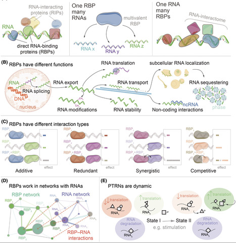 Post-transcriptional regulatory networks: The dynamic interplay of RNA-binding proteins | RMH | Scoop.it