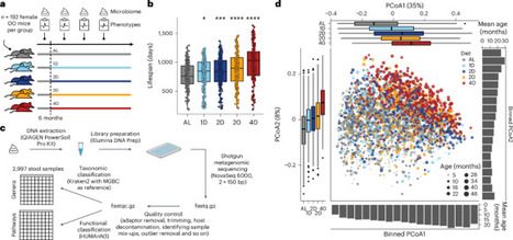 Gut metagenomes reveal interactions between dietary restriction, ageing and the microbiome in genetically diverse mice | Nmb | RMH | Scoop.it