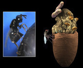 Gut Microbes Can Split a Species | Plant-Microbe Symbiosis | Scoop.it