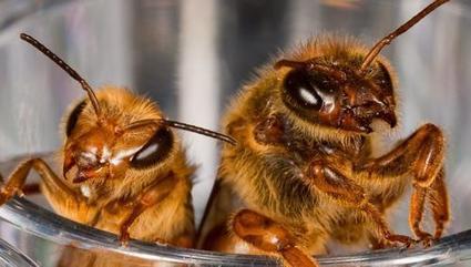 Comment les abeilles vaccinent leurs petits | EntomoNews | Scoop.it