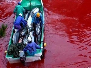 Dolphin Day, manifestation pacifique contre les massacres | Biodiversité - @ZEHUB on Twitter | Scoop.it