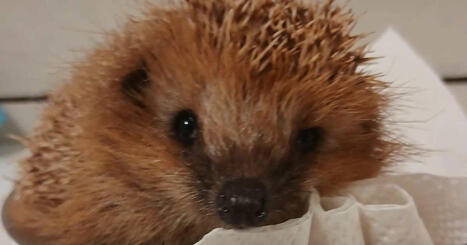 El&auml;insuojelun huoli: Apua tarvitsevat luonnonvaraiset el&auml;imet eiv&auml;t saa mahdollisuutta, jos auttajia ei l&ouml;ydy lis&auml;&auml; | Satakunta | Yle | 1Uutiset - Lukemisen t&auml;hden | Scoop.it