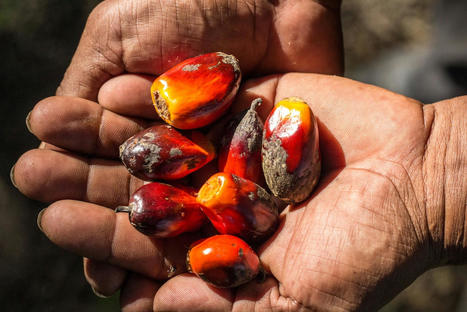 RSPO faces challenges of post-pandemic palm oil | News | Eco-Business | Asia Pacific | Development Economics | Scoop.it