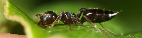 Toutes les fourmis du monde | Biodiversité | Scoop.it