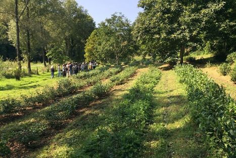 Le Morbihan, terre de thé | SCIENCES DU VEGETAL | Scoop.it