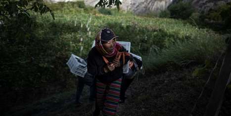 Le vin Ao Yun, la folle aventure chinoise de LVMH | Kunming-Yunnan | Scoop.it