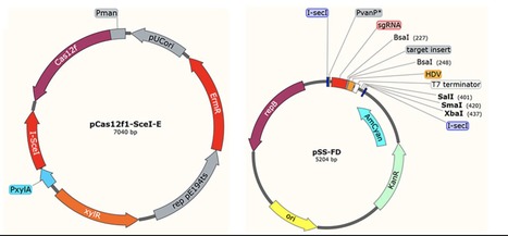 Efficient Genome Editing by a Miniature CRISPR-AsCas12f1 Nuclease in Bacillus anthracis | Frn | RMH | Scoop.it