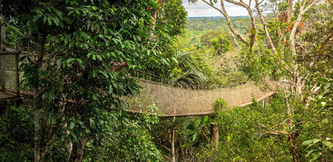 From our Faculty:  Rainforest Animals Are Using Tourist Walkways—Offering Clues for Conservation Design  | RAINFOREST EXPLORER | Scoop.it