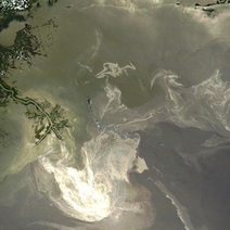 Record Dolphin, Sea Turtle Deaths post-BP Spill | Coastal Restoration | Scoop.it