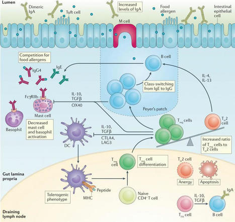 Food allergy: immune mechanisms, diagnosis and immunotherapy | Allergy (and clinical immunology) | Scoop.it
