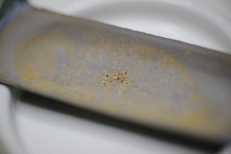 Pour l’art des bactéries fabriquent de l’or avec un liquide toxique. | Dr. Goulu | Scoop.it