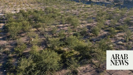 MENA : 150,000 trees planted in Taif to combat desertification | CIHEAM Press Review | Scoop.it