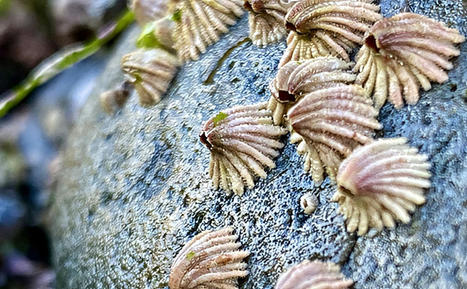 Les balanes se déforment pour résister aux escargots de mer apportés par le changement climatique | EntomoNews | Scoop.it