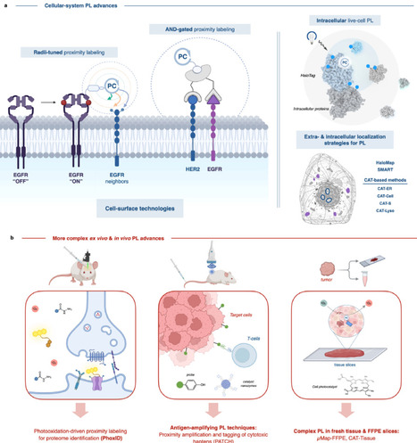 Advances in proximity labeling strategies for interactome mapping and functional interrogation | cin | RMH | Scoop.it